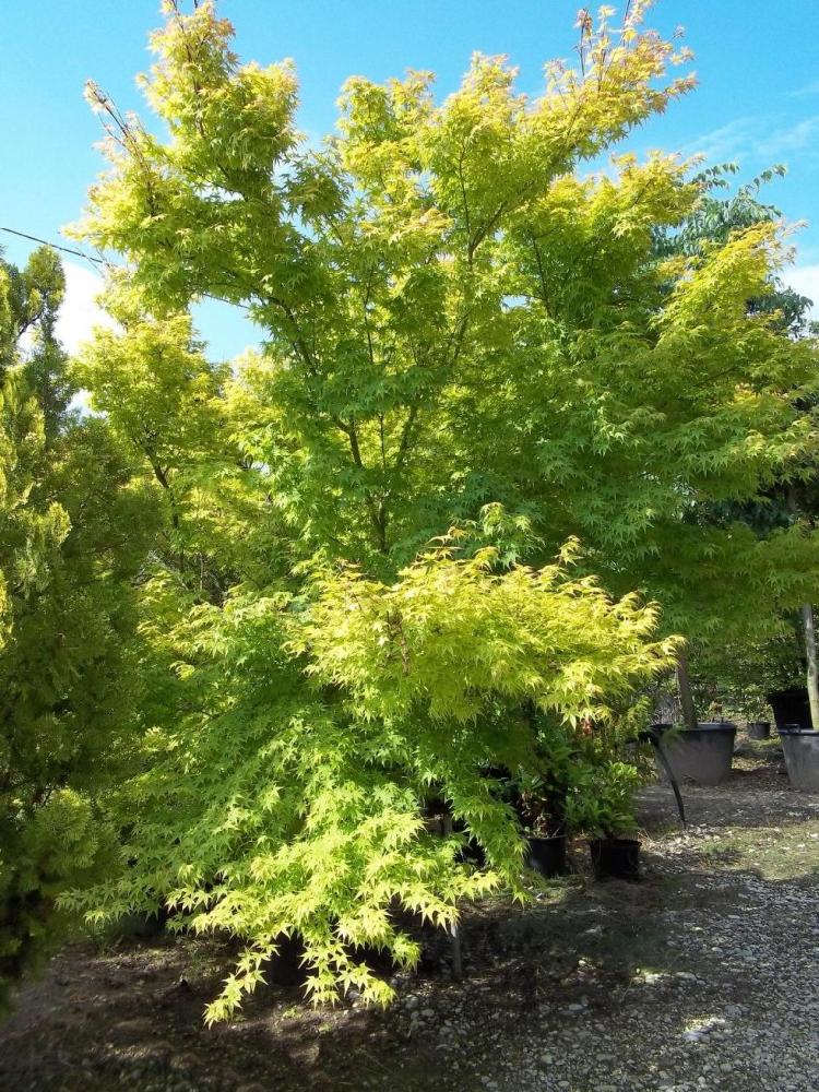 Acer Palmatum 