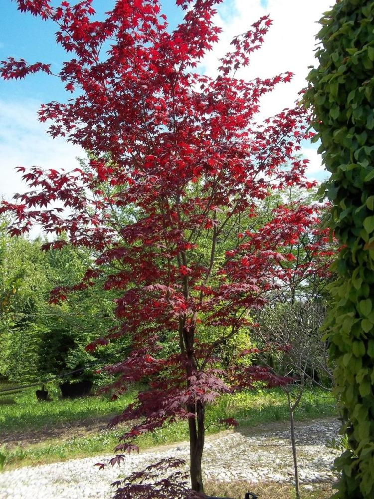 Acer palmatum stella rossa